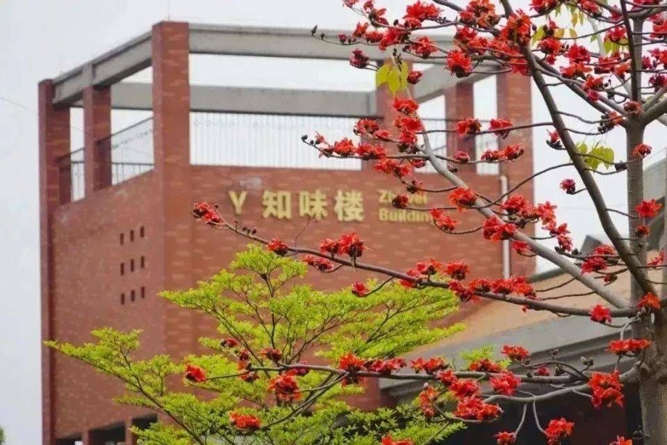 广州南沙区国际化学校数量少但知名学校占比半岛·BOB官方网站高！广外、ULC……(图4)